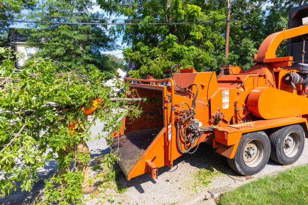 Best Large Tree Removal  in Morrilton, AR